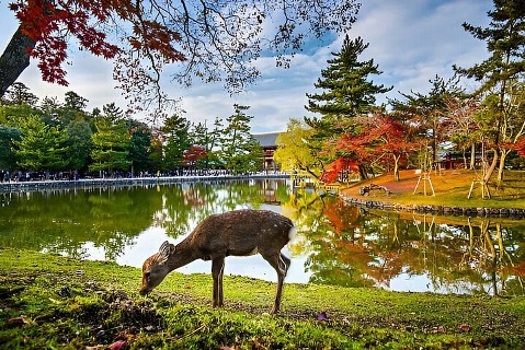 Kyoto and Nara Private Trip